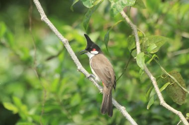 Bir ağaç dalına tünemiş kırmızı bıyıklı bir bülten yiyecek arıyor..