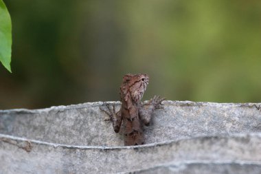 Sırtı dönük bir bukalemun duruyordu. Çite tutundu ve tuhaf bir şekilde çitten dışarı baktı..