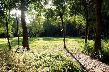 Parlak yeşil ağaçların ve parlak güneş ışığının olduğu bir park rahatlatıcı bir manzaradır..