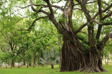 Canlı yeşil çimenleri kaplayan çeşitli bitkilerle çevrili yüksek bir ağacın nefes kesen doğal güzelliği..