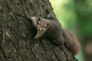  sincap ağaçlara tırmanıyor, sincap uzun ağaçlara saklanıyor.