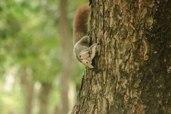 Esquilo Sobe Árvores Esquilo Esconde Árvores Altas — Fotografia de Stock