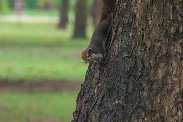 Eichhörnchen Klettert Bäume Eichhörnchen Versteckt Sich Hohen Bäumen — Stockfoto