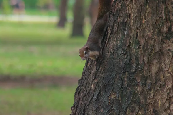 squirrel climbs in trees,  squirrel hides in tall trees
