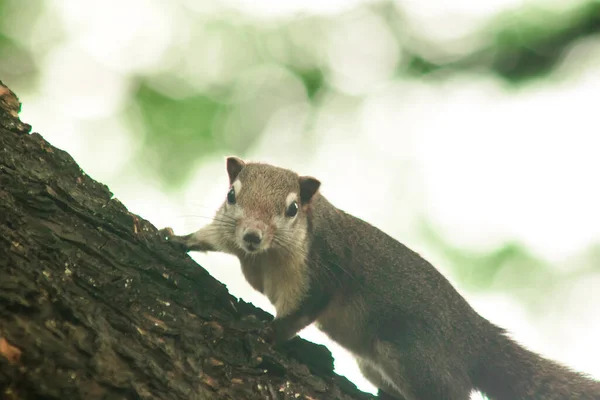 squirrel climbs in trees,  squirrel hides in tall trees