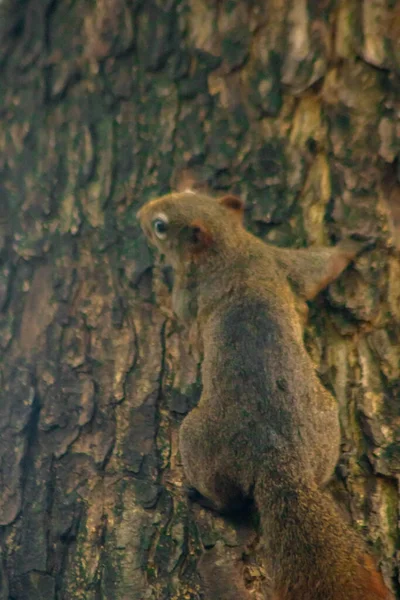 Eichhörnchen Klettert Bäume Eichhörnchen Versteckt Sich Hohen Bäumen — Stockfoto