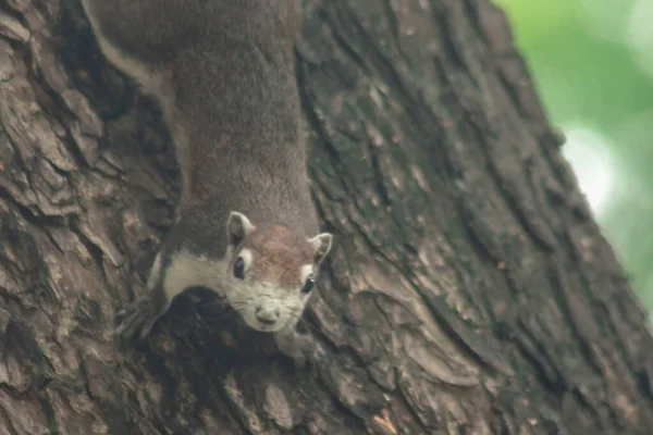 Σκίουρος Σκαρφαλώνει Δέντρα Σκίουρος Κρύβεται Ψηλά Δέντρα — Φωτογραφία Αρχείου