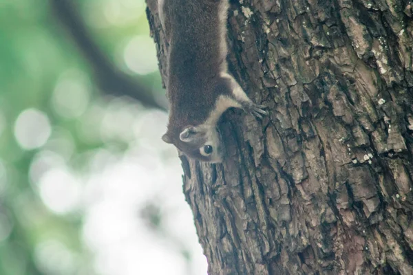 Esquilo Sobe Árvores Esquilo Esconde Árvores Altas — Fotografia de Stock