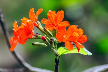 Cordia sebestena bir çalılıktır, Geranium Ağacı çiçekleri buketlerde parlak kırmızı ya da turuncu renktedir..