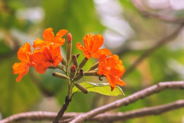 Cordia sebestena bir çalılıktır, Geranium Ağacı çiçekleri buketlerde parlak kırmızı ya da turuncu renktedir..