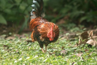 Evcil kuşlar çimenlerde yemek için yürürler, evcil kuşlar veya evcil kuşlar iki ayaklı, tüyleri ve kanatları olan hayvanlardır..