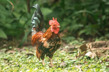 Evcil kuşlar çimenlerde yemek için yürürler, evcil kuşlar veya evcil kuşlar iki ayaklı, tüyleri ve kanatları olan hayvanlardır..