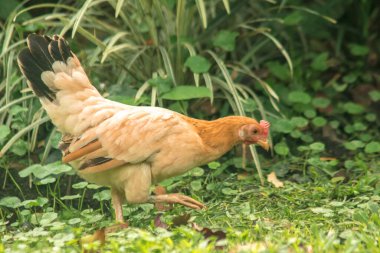 Evcil kuşlar çimenlerde yemek için yürürler, evcil kuşlar veya evcil kuşlar iki ayaklı, tüyleri ve kanatları olan hayvanlardır..