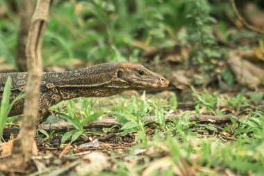 Varanus kurtarıcısı otların arasında sürünerek yiyecek arar.