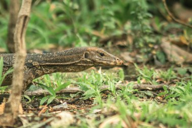 Varanus kurtarıcısı otların arasında sürünerek yiyecek arar.