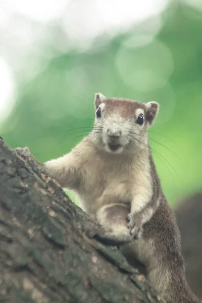 Squirrel Climbs Trees Squirrel Hides Tall Trees — Stock Photo, Image
