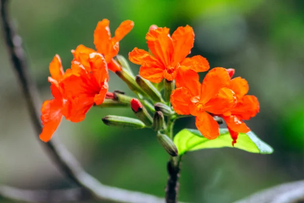 stock image Cordia sebestena is a shrub, Geranium Tree flowers are bright red or orange in bouquets.