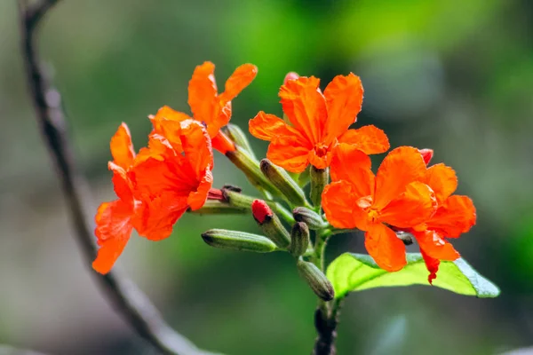 Cordia Sebestena Ist Ein Strauch Geranienbaum Blüten Sind Leuchtend Rot — Stockfoto