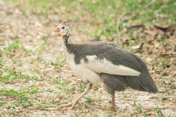 Guinea Hhen 크기의 닭이다 바탕에 흩어져 — 스톡 사진
