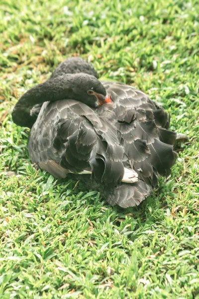 Dois Cisnes Negros Gramado Cisne Preto Macho Tem Uma Pele — Fotografia de Stock