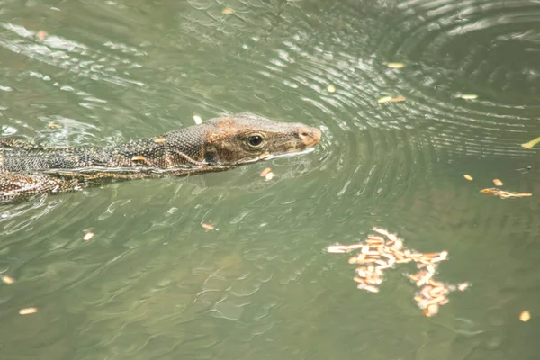 水の中のバラヌス救助者ヴァラヌス救助者は水の近くに住んでいる爬虫類です — ストック写真