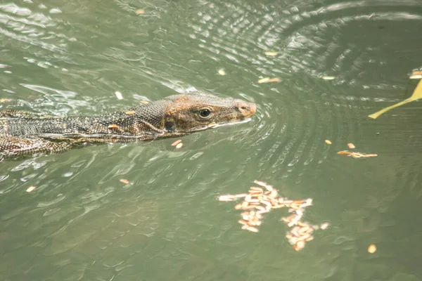 Varanus, suda bulunan bir kurtarıcıdır. Varanus kurtarıcısı, su cisimlerinin yakınında yaşayan bir sürüngendir..