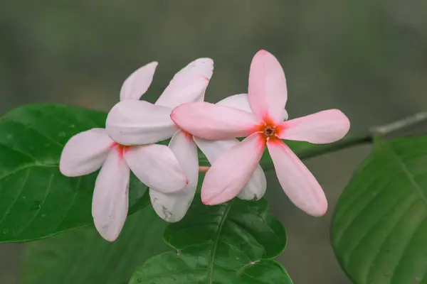 Рожева Гарденія Красиві Світло Рожеві Або Білі Квіти Квітучі Букеті — стокове фото