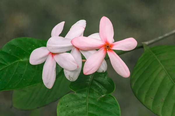 Gardenia Rosa Hermosas Flores Color Rosa Claro Blanco Que Florecen — Foto de Stock