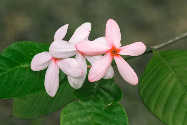 Rosafarbene Gardenie Schöne Hellrosa Oder Weiße Blüten Die Einem Strauß — Stockfoto