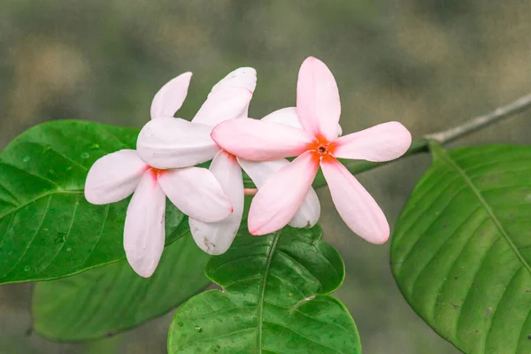 Pink gardenia, beautiful light pink or white flowers, blooming in a bouquet.Pink gardenia is easy to grow and care for. A sun-loving plant