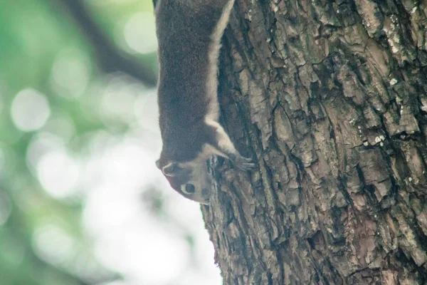 Eichhörnchen Klettert Bäume Eichhörnchen Versteckt Sich Hohen Bäumen lizenzfreie Stockfotos