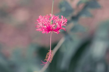Coral Hibiscus, Fringed Rose Mallow, Japon Feneri, kırmızı çiçekler, çiçeğin sonunda erkek çiçekleri.