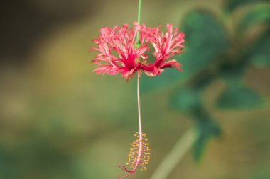 Coral Hibiscus, Fringed Rose Mallow, Japon Feneri, kırmızı çiçekler, çiçeğin sonunda erkek çiçekleri.