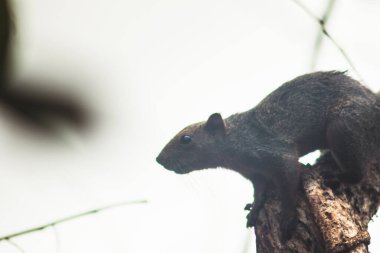 Sincap ağaçlara tırmanıyor, sincap uzun ağaçlarda saklanıyor.