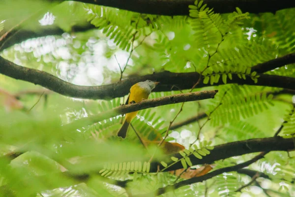가지에 새이다 꼬리를 위아래로 흔들고 뛰어다니는 좋아한다 — 스톡 사진