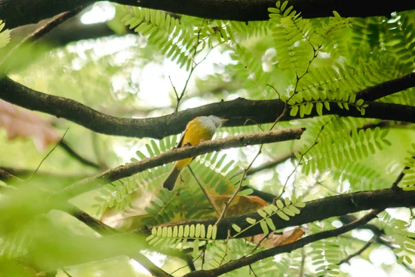 stock image Tailorbird on a branch is a small bird. Likes to wag his tail up and down and jump around all the time.