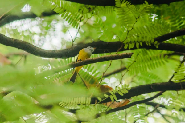 가지에 새이다 꼬리를 위아래로 흔들고 뛰어다니는 좋아한다 — 스톡 사진