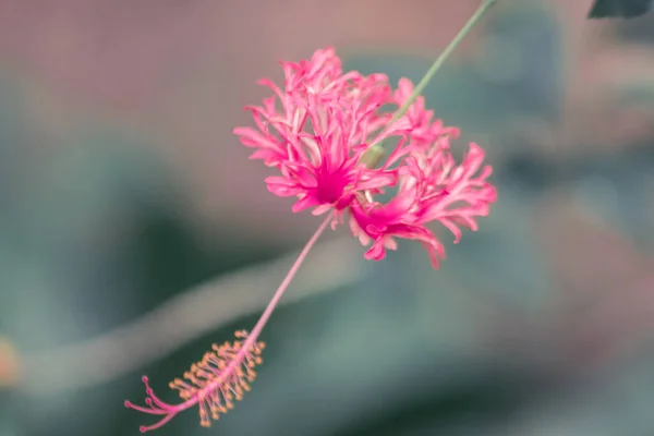 Hibiscus Corail Guimauve Franges Lanterne Japonaise Fleurs Rouges Étamines Extrémité — Photo