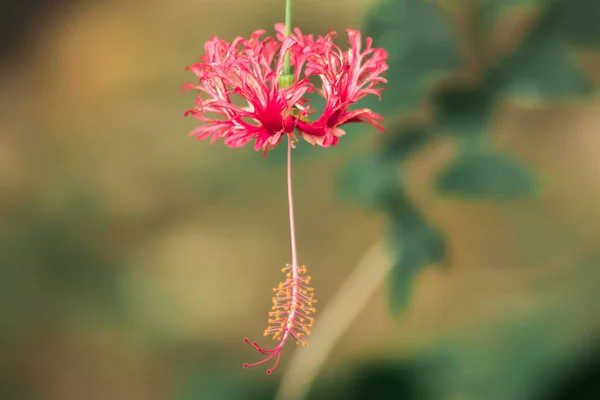 Coral Hibiscus Fringed Rose Μολόχα Ιαπωνικό Φανάρι Κόκκινα Λουλούδια Στήμονες — Φωτογραφία Αρχείου