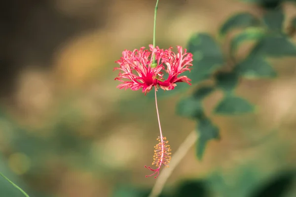 Koraal Hibiscus Fringed Rose Kaasjeskruid Japanse Lantaarn Rode Bloemen Meeldraden — Stockfoto