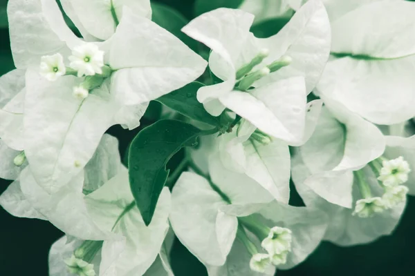 Bougainvillea Buketi Beyaz Çiçek Açmış Begonvil Çiçekleri Kümeler Halinde — Stok fotoğraf