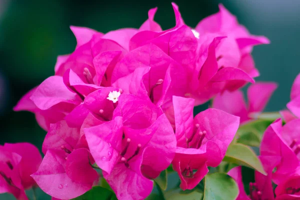 stock image Bougainvillea bouquet, pink, blooming, bougainvillea flowering in clusters at the leaf axils and at the ends of branches with 3 flowers