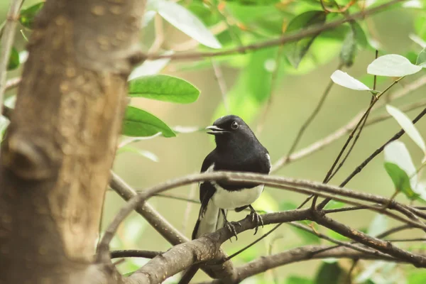 Wschodni Sroka Rudzik Gałąź Owadożerny Ptak Wygląd Ciało Błyszczący Czarny — Zdjęcie stockowe