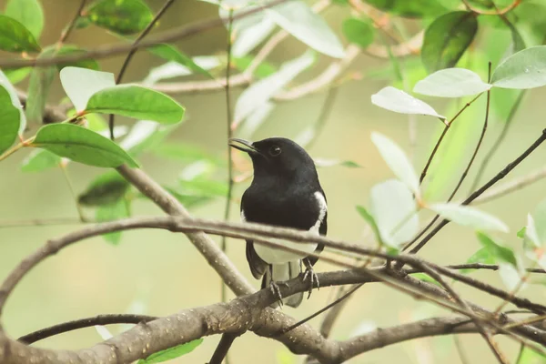 Oriental Magpie Robin Branch Insectivorous Bird Appearance Body Shiny Black — Stock Photo, Image