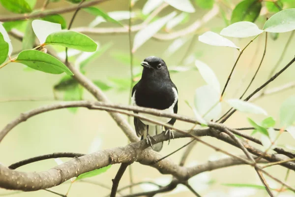 Wschodni Sroka Rudzik Gałąź Owadożerny Ptak Wygląd Ciało Błyszczący Czarny — Zdjęcie stockowe