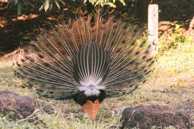 Tavus kuşu kuyruğunu yayar, tavus kuşu kuyruğunu yayar ve erkek tavus kuşuna özgüdür. Dişi tavus kuşunun dikkatini çekmek için.