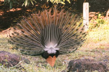 Tavus kuşu kuyruğunu yayar, tavus kuşu kuyruğunu yayar ve erkek tavus kuşuna özgüdür. Dişi tavus kuşunun dikkatini çekmek için.
