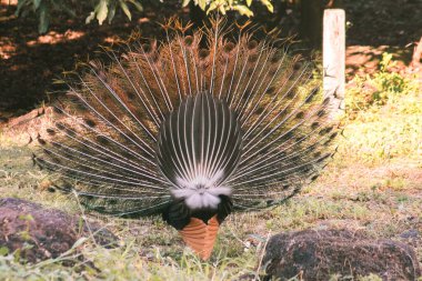 Tavus kuşu kuyruğunu yayar, tavus kuşu kuyruğunu yayar ve erkek tavus kuşuna özgüdür. Dişi tavus kuşunun dikkatini çekmek için.