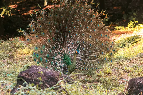 The peacock spreads its tail,The peacock spreads its tail and is considered unique to the male peacock. To get the attention of the female peacock