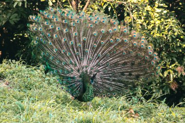 Tavus kuşu kuyruğunu yayar, tavus kuşu kuyruğunu yayar ve erkek tavus kuşuna özgüdür. Dişi tavus kuşunun dikkatini çekmek için.